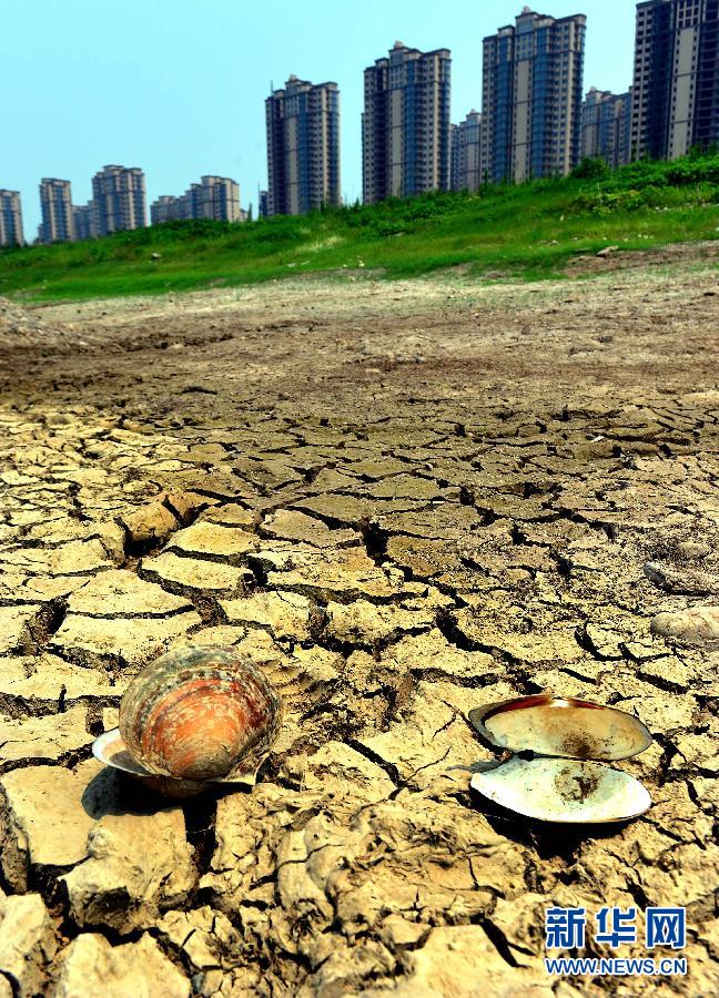 河南因干旱损失逾40亿元