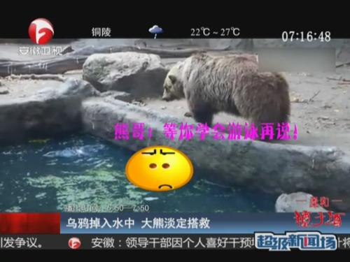 乌鸦不慎掉入水中 熊哥<em>淡定</em>搭救_视频中国_