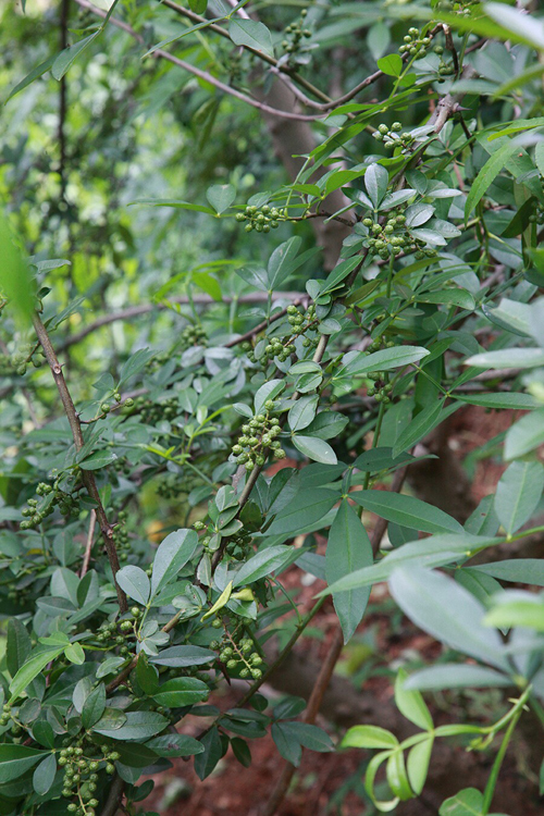 花椒是当地居民的主要经济作物，地震时很多地区村民都在采花椒躲过一劫