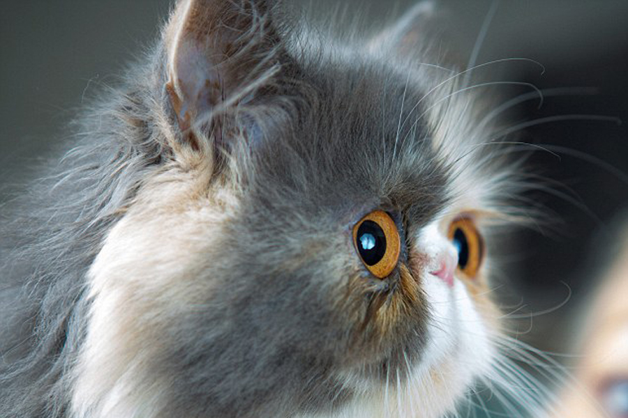 據英國《每日郵報》8月16日報道，下垂的鬍鬚，猶豫的眼神，近日，來自英國的2歲波斯貓“皮克西”(Pixie)由於表情憂鬱、惹人憐愛而走紅，而除了它奇特的外表之外，皮克西鮮明的個性也是其受歡迎的原因之一，甚至大有超過美國“不爽貓(Grumpy Cat)”的趨勢。
