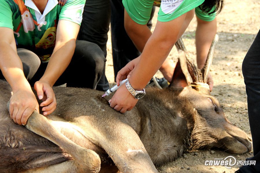 記者實拍動物園割鹿角 園方稱防止頂傷其他動物