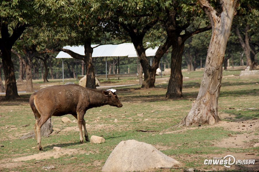 記者實拍動物園割鹿角 園方稱防止頂傷其他動物