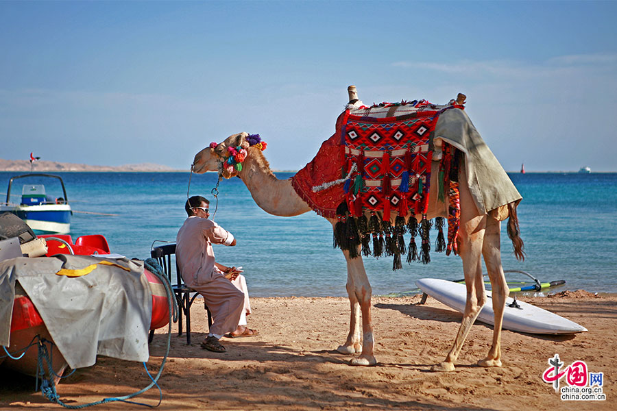 沙漠上“华丽的”骆驼