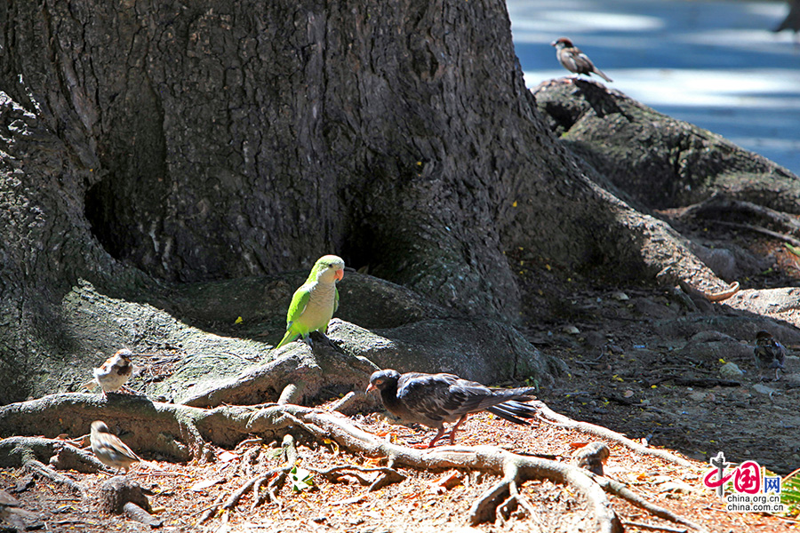公园绿化很好，许多绿鹦鹉在些生息