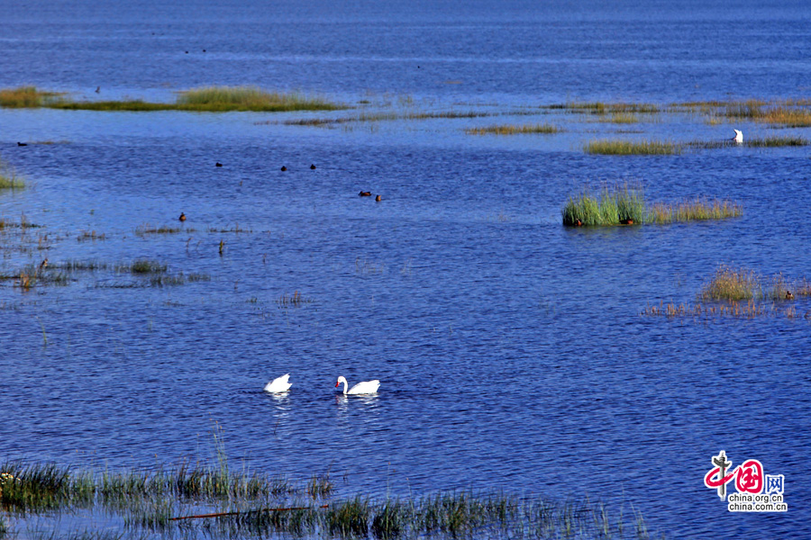 幾隻天鵝在湖邊飲水嬉戲