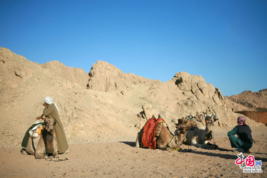 骆驼已成为旅游收入之一，吸引着猎奇的外国游客