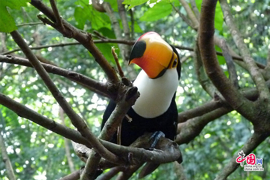 亚马逊热带雨林的大嘴鸟