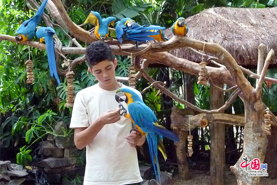 亚马逊热带雨林身形巨大的金刚鹦鹉