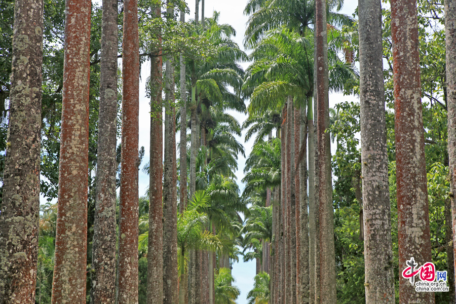 来自毛里求斯的大王棕榈树
