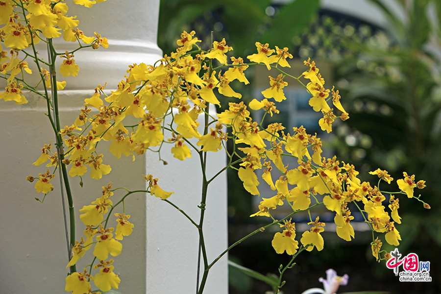 植物园的兰花馆里有许多漂亮的热带兰花