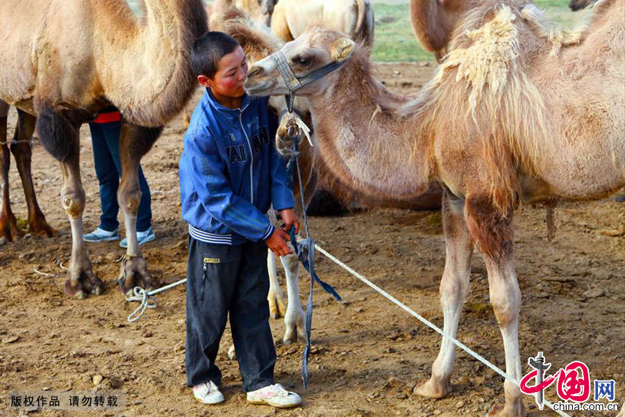 叶尔江和骆驼的关系很亲密，小骆驼有时候会亲亲叶尔江的脸。中国网图片库 孙继虎/摄