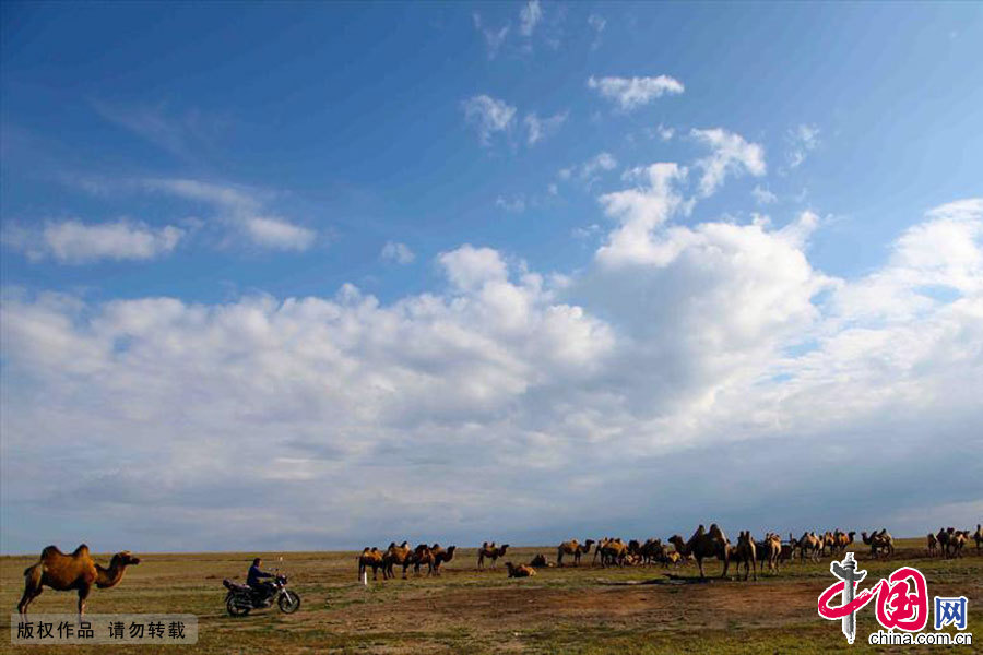 十一岁的叶尔江就可驾驶成人的摩托车（这在城里是不可想象的）把分散在草原上的骆驼赶到驼场，准备挤奶。中国网图片库 孙继虎/摄