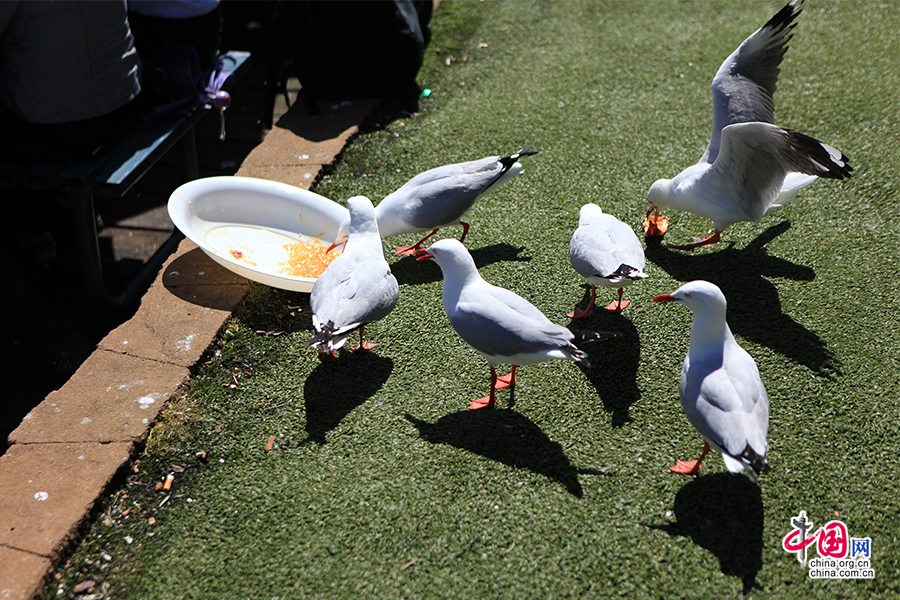 海鷗們會從剩餐中搶得一杯