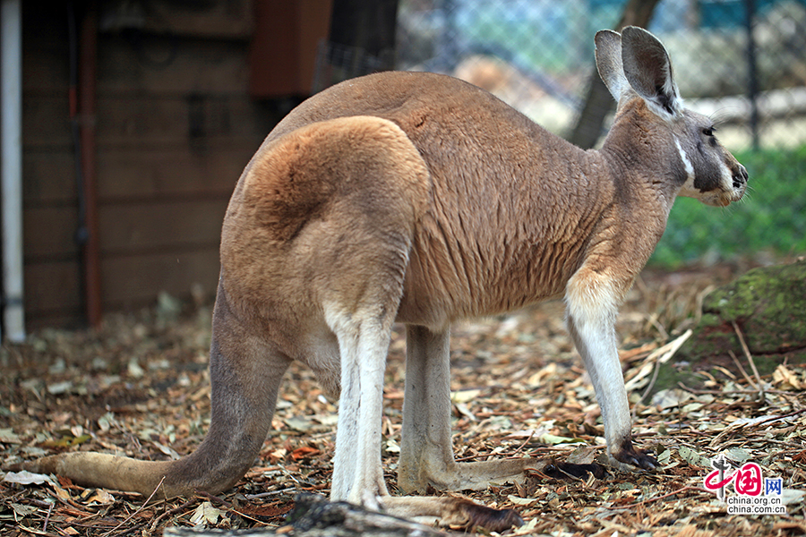 袋鼠是澳大利亚独有的动物，并出现在其国徽上