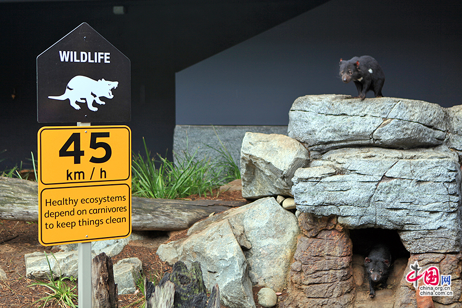 塔斯曼尼亚袋獾实际上是一种很害羞的动物