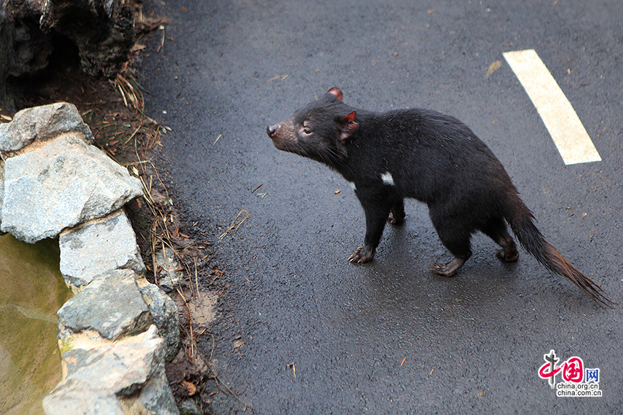 塔斯曼尼亚袋獾是一种食肉有袋动物