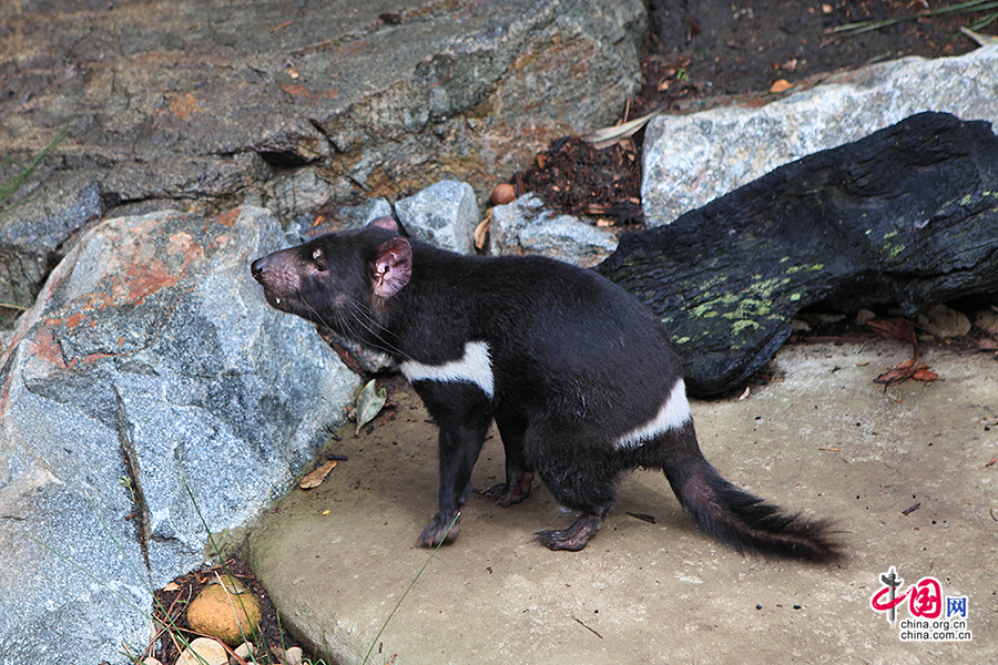 塔斯曼尼亚袋獾外观像一条体形较小、矮胖结实的狗