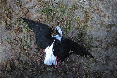 內(nèi)蒙古鄂爾多斯化工區(qū)逾萬(wàn)只珍禽離奇死亡