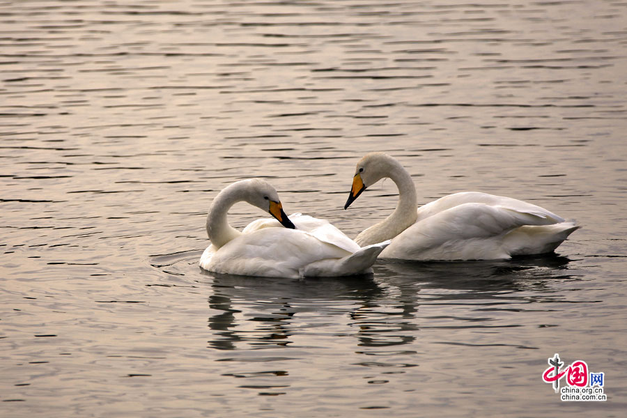 特约宁湖终年有着各种水禽