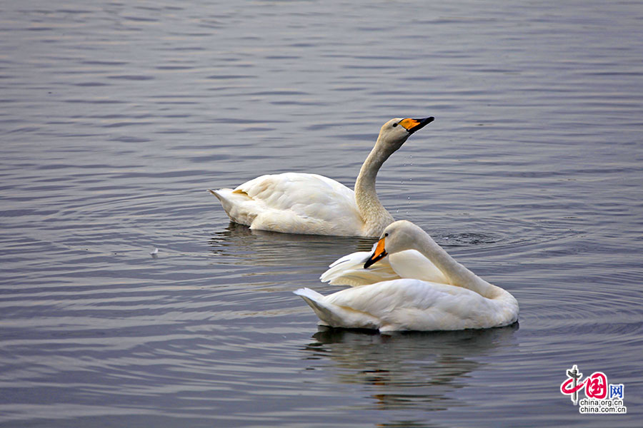 特约宁湖中成双的天鹅