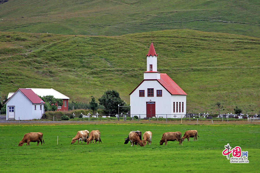 维克小镇的路边教堂与牧牛