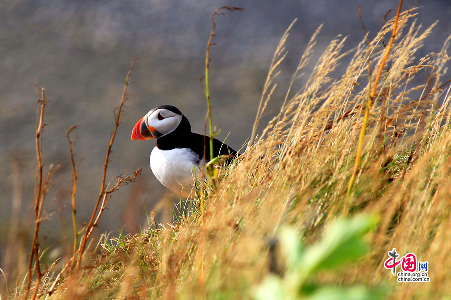 角嘴海雀也叫海鹦，是冰岛的国鸟