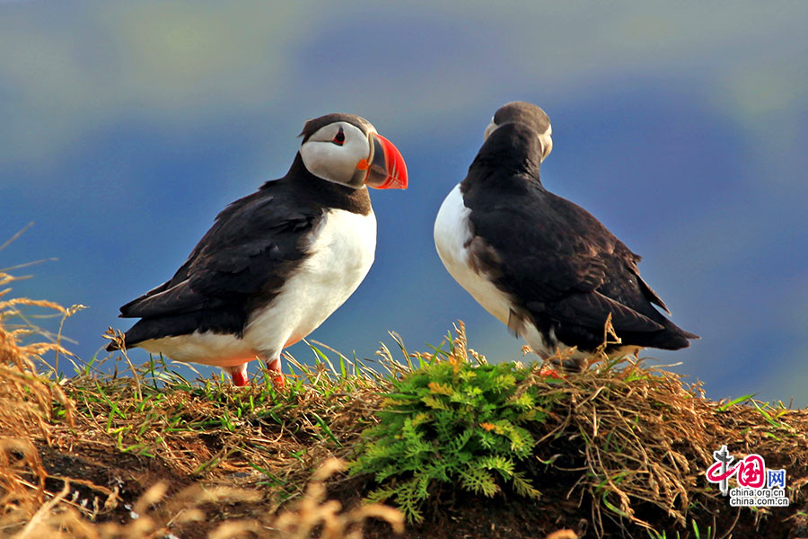 冰岛的角嘴海雀属于北极海鹦，分布在北大西洋
