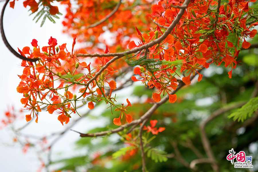街头的凤凰花