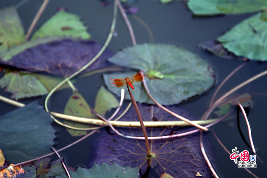 晚霞中的红蜻蜓