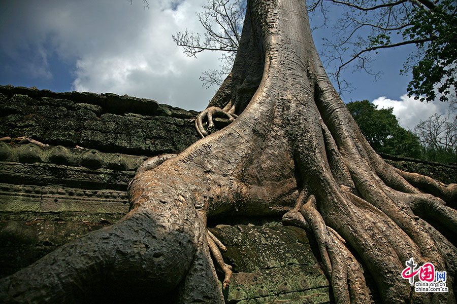 巨大的树根完全包围了寺墙