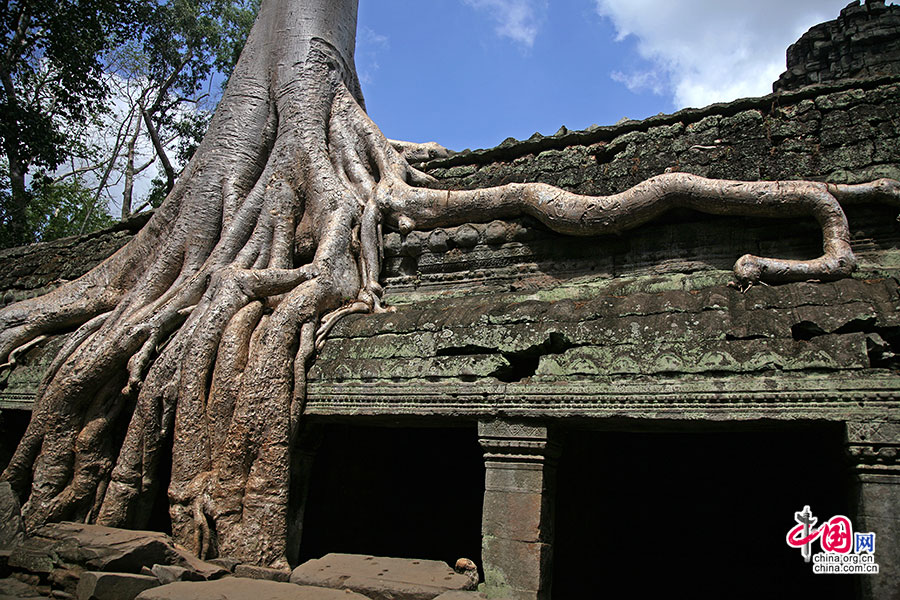 塔布笼寺的树与庙