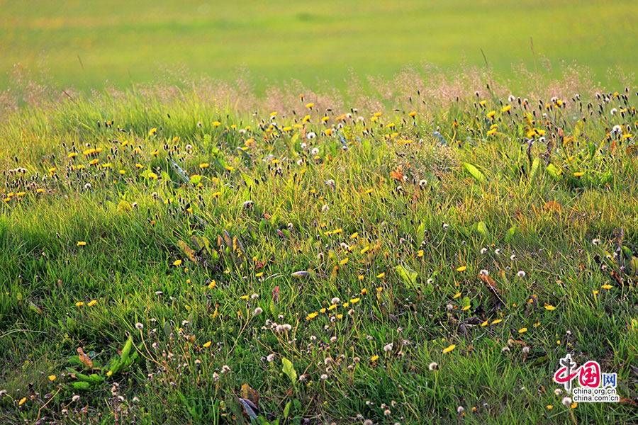 高山草甸是指发育在高原的寒冷环境中的草地类型