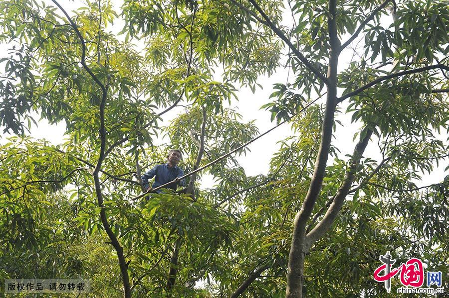 一位农民爬到核桃树上，用长竹竿打山核桃。树枝摇摇晃晃，每更换一个姿势都要特别小心。