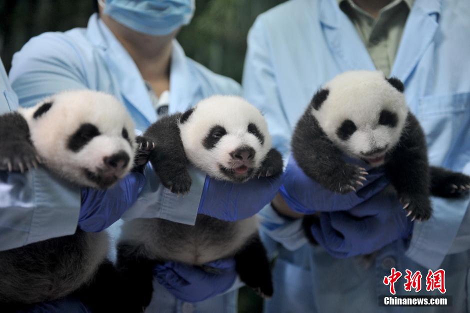 全球唯一存活大熊猫三胞胎顺利“开眼”[组图]