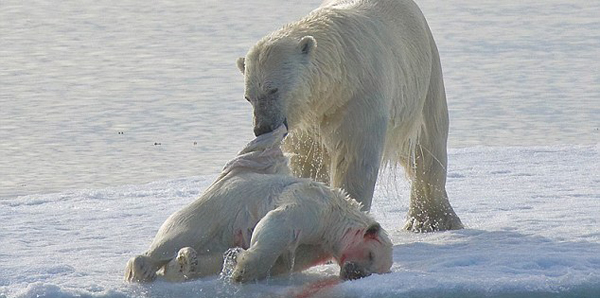 全球暖化致北极熊食物短缺 同类相残