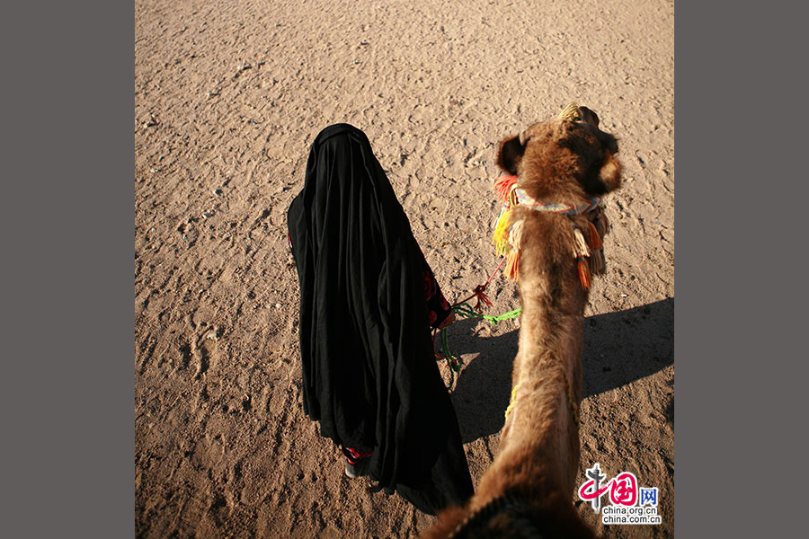 饲养骆驼是贝都因人生活收入的主要来源