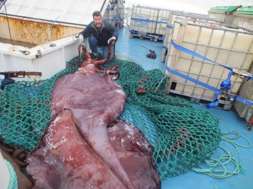 科学家解剖350公斤巨型鱿鱼为雌性带鱿鱼卵（图）