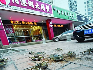 大闸蟹店未锁店门致百只螃蟹集体大逃亡