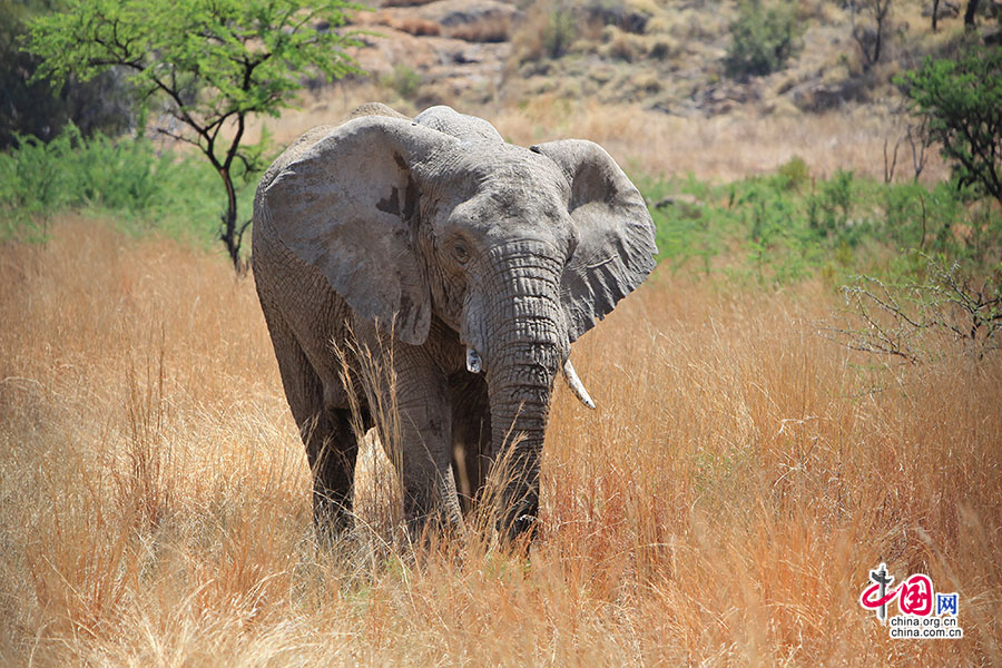 庞大的非洲象