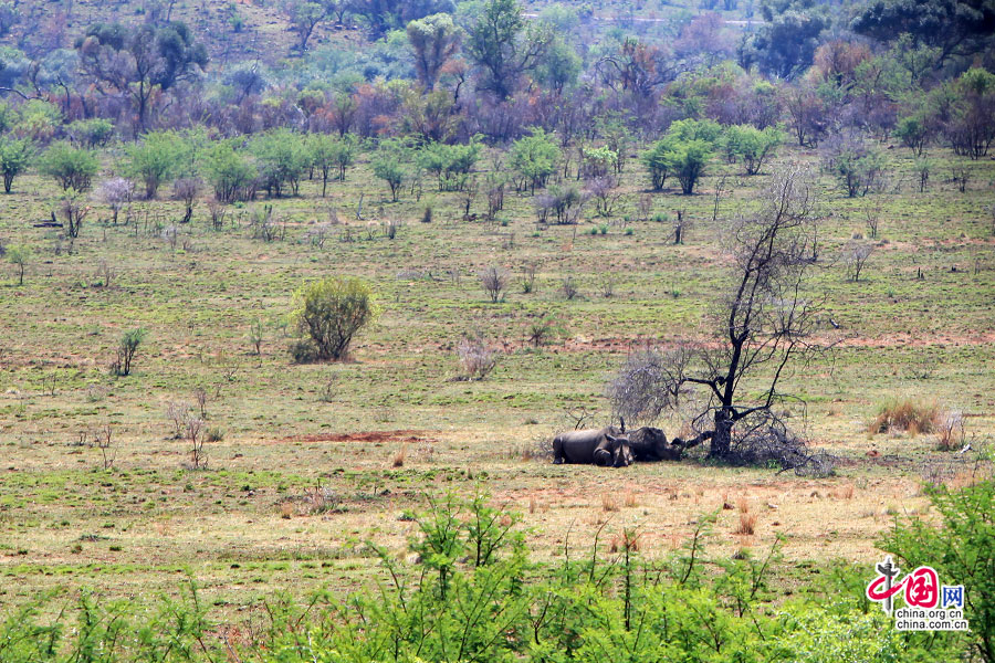 黑犀牛在树下休息
