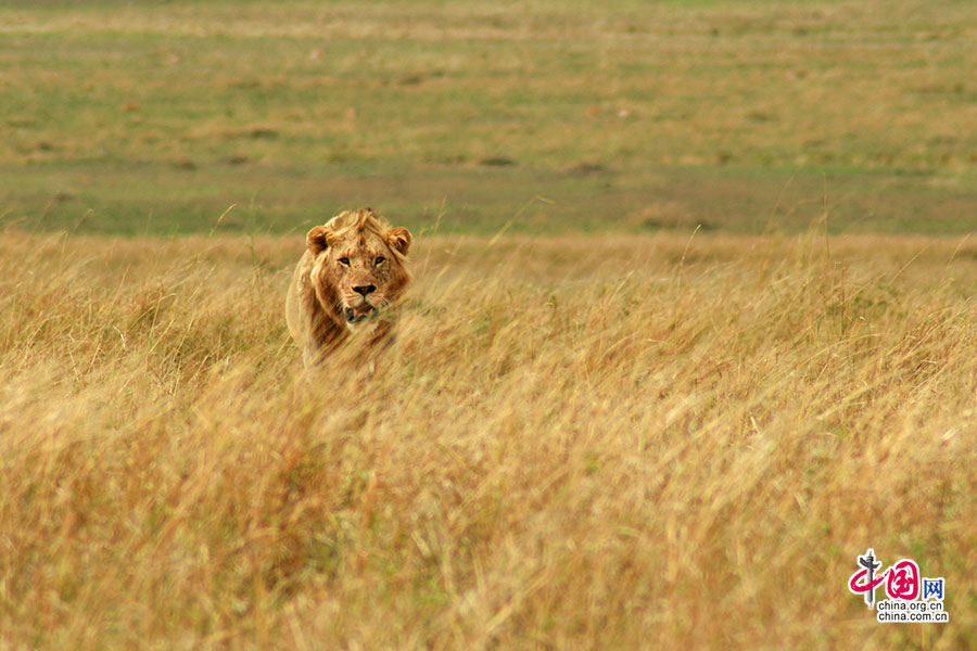 野性十足的狮子