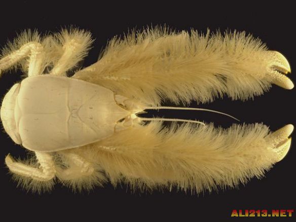 盘点独一无二的海洋生物雪人蟹酷似长毛怪