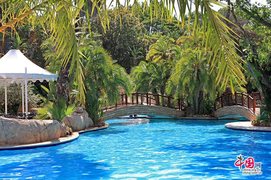 泳池与热带植物