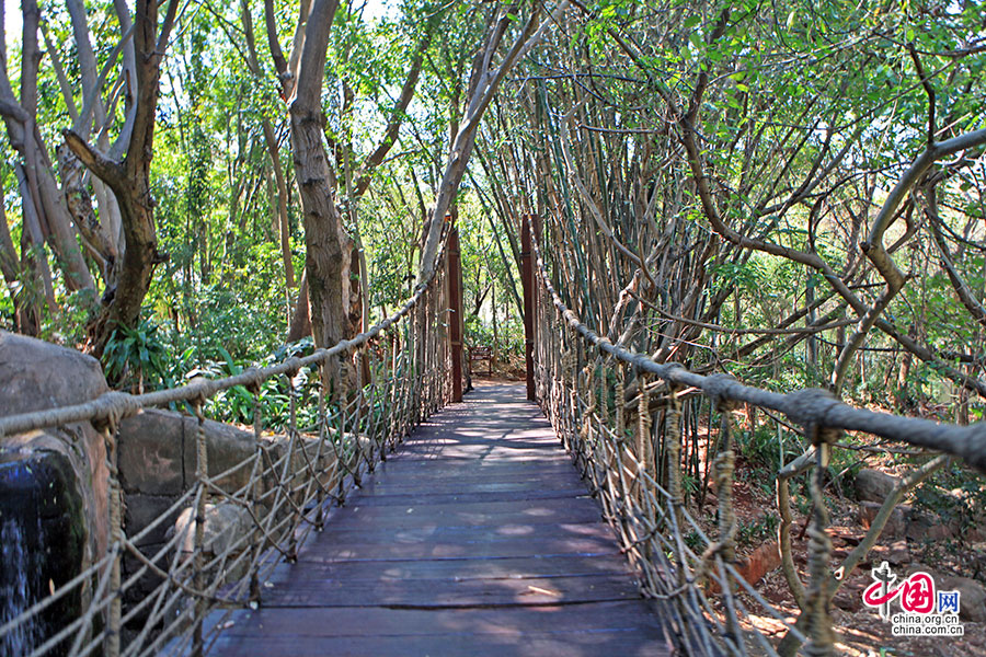 植物森林中的吊桥