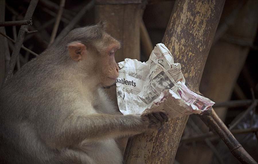 印度獼猴看'研讀'股市行情表情震驚[組圖]