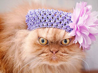 土耳其波斯猫摆臭脸走红 表情愤怒超过暴躁猫