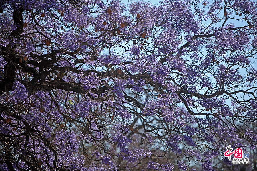 紫葳花开满城