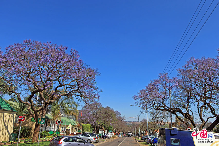 各条路上的紫葳树