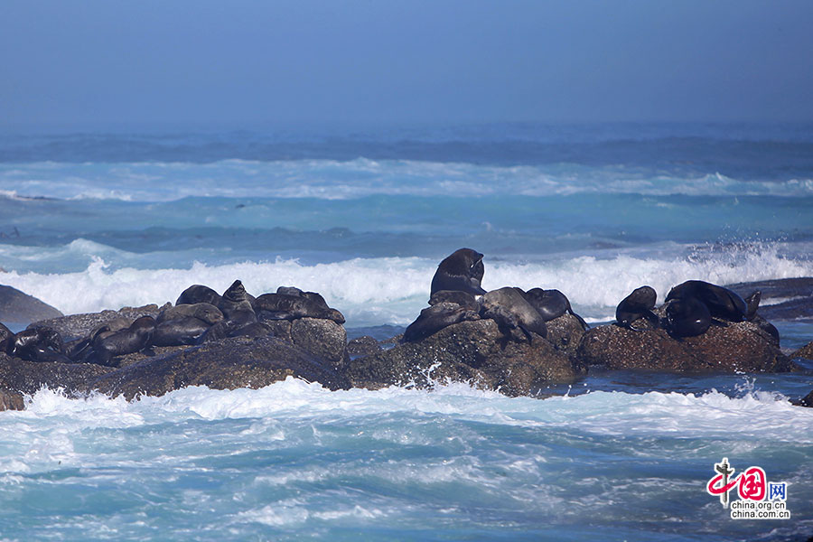 几块露出水面的岩石上也覆盖满了海狮
