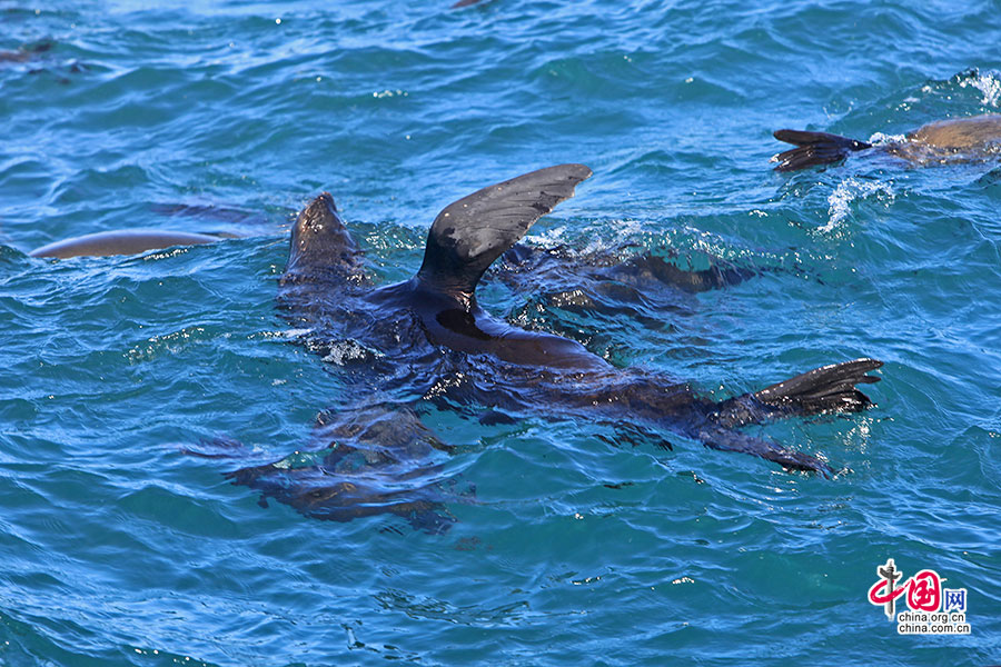 海狮舒展着泳姿，一会自由泳、一会仰泳
